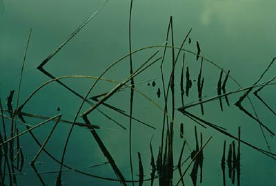 Wetlands in Schaumburg